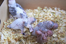 130131 --- Gruppbild av R1, R2, R3, R4, R5 och R6